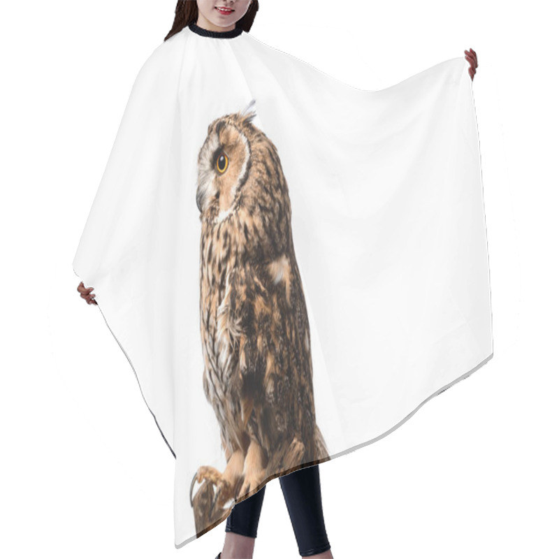 Personality  Side View Of Wild Owl Sitting On Wooden Branch Isolated On White Hair Cutting Cape