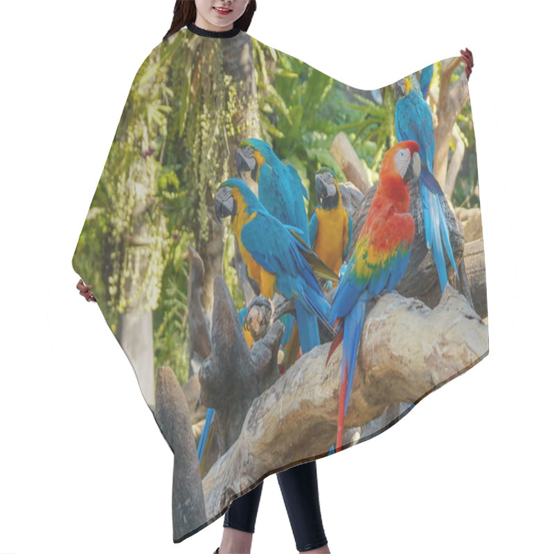 Personality  Macaw - Beautiful Tropical Parrots Hair Cutting Cape