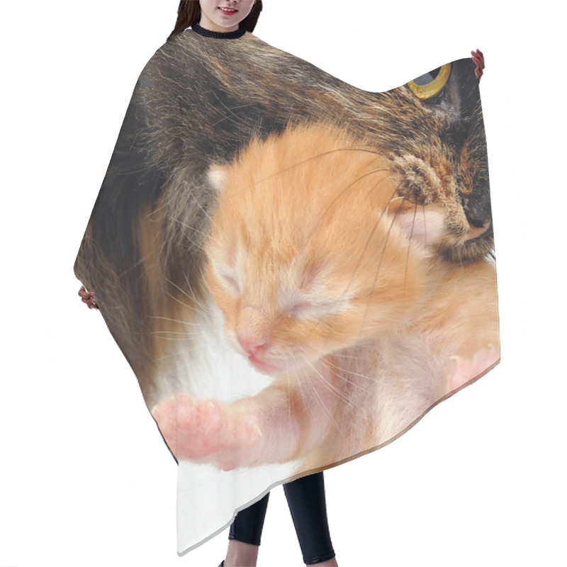 Personality  Mother Cat Carrying Newborn Kitten Hair Cutting Cape