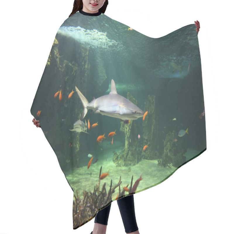 Personality  Grey Reef Sharks Hair Cutting Cape