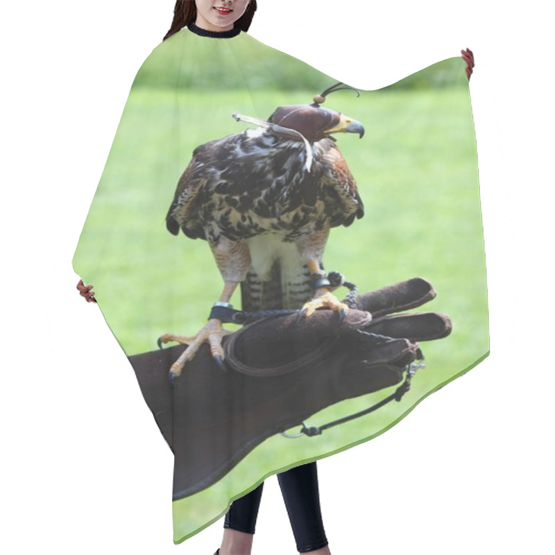 Personality  Harris Hawk, Lat. Parabuteo Unicintus, A Child Is Holding It Hair Cutting Cape