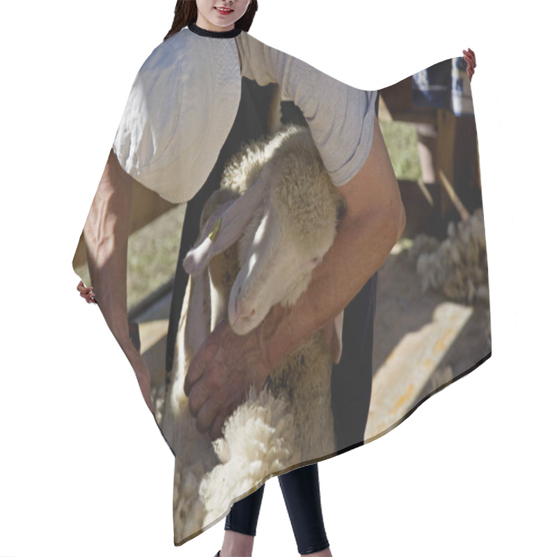 Personality  Sheep Shearing In Autumn Hair Cutting Cape