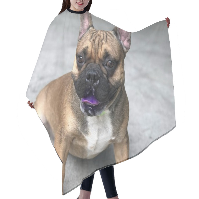 Personality  French Bulldog Puppy Stay Still And Calm On Cement Floor, Cute Dog. Hair Cutting Cape