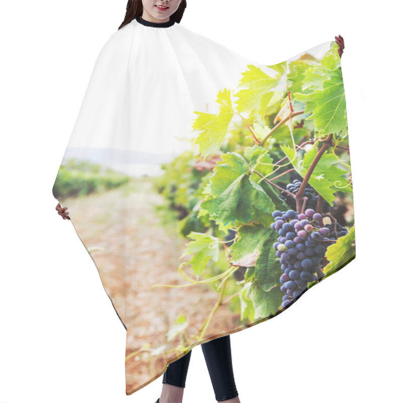 Personality  Nature Background With Vineyard In Autumn Harvest. Ripe Grapes In Fall. Hair Cutting Cape