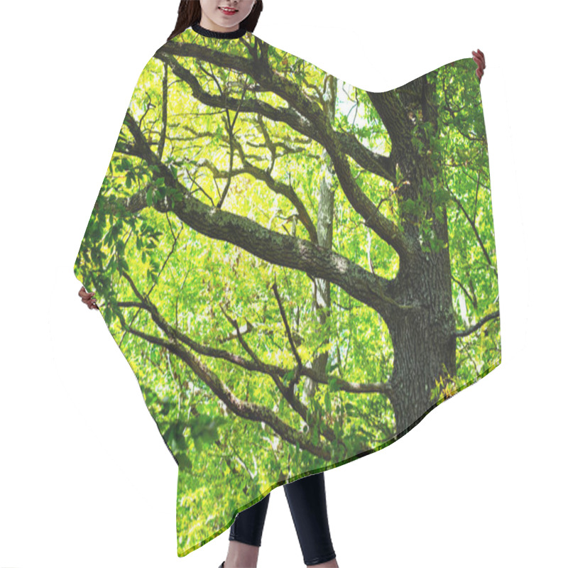 Personality  Beautiful Summer Forest With Larga Oak Tree Trunk Hair Cutting Cape