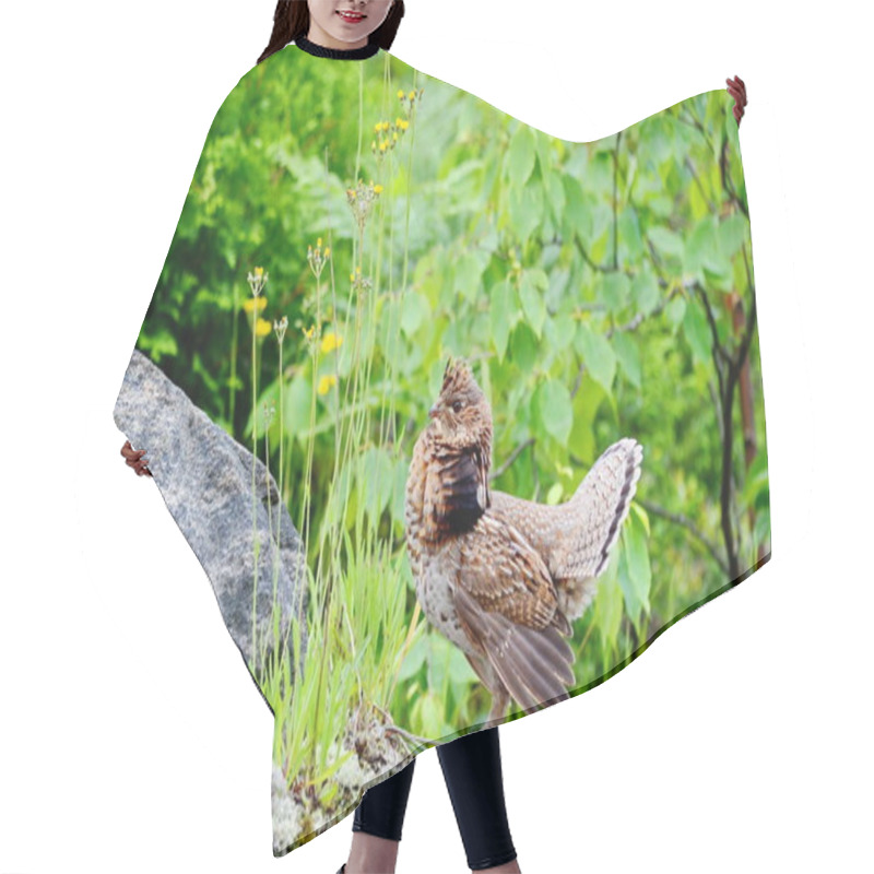 Personality  Ruffed Grouse, Algonquin, Ontario Hair Cutting Cape