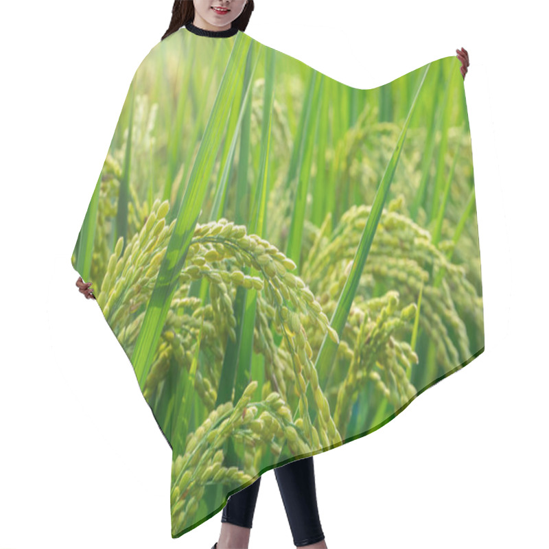 Personality  Rural Southern Taiwan, Green Rice Fields Under Blue Sky And White Clouds Hair Cutting Cape