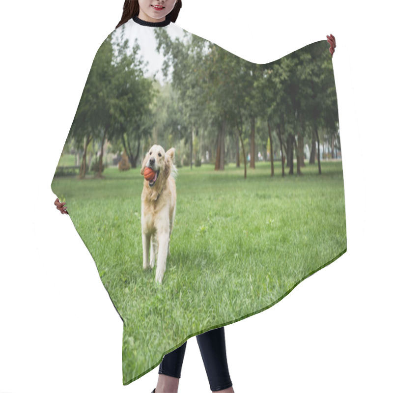 Personality  Golden Retriever Dog Playing With Rubber Ball In Park Hair Cutting Cape