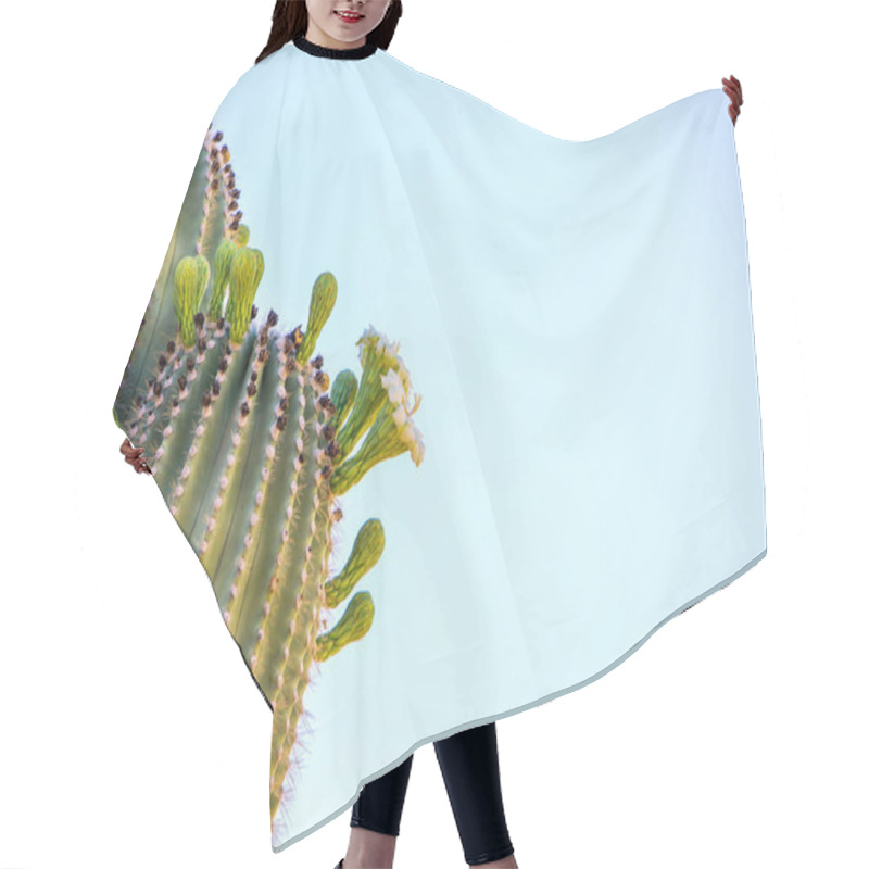 Personality  Cropped Closeup Of  Saguaro Cactus Blossom On Clear Blue Sky Backkround  Hair Cutting Cape