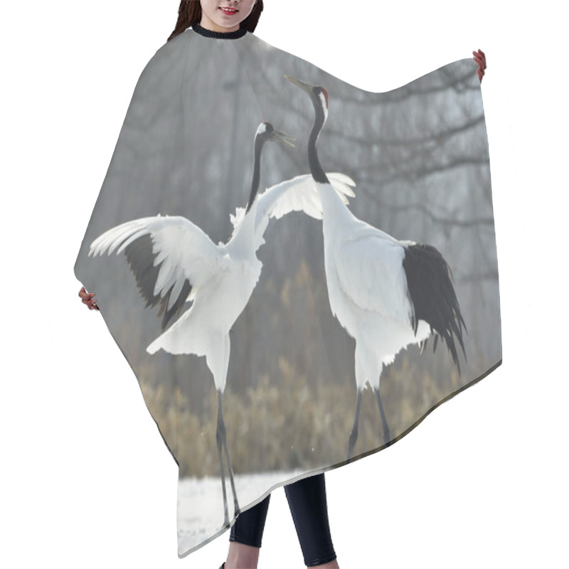 Personality  The Ritual Marriage Dance Of Cranes. The Red-crowned Cranes. Scientific Name: Grus Japonensis, Also Called The Japanese Crane Or Manchurian Crane, Is A Large East Asian Crane. Hair Cutting Cape