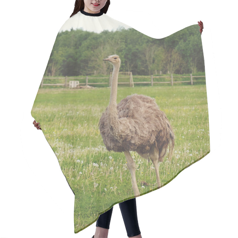 Personality  Ostrich On Grass, Summer Time Hair Cutting Cape