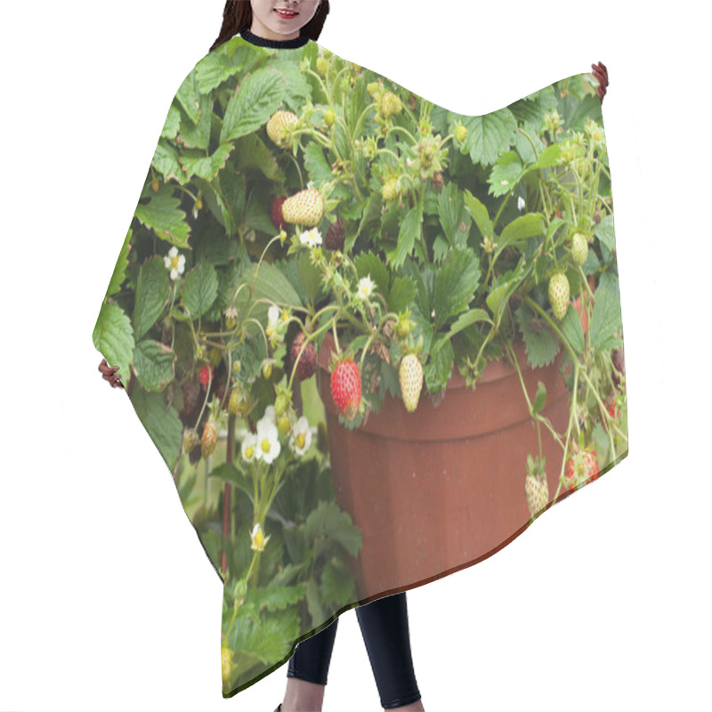 Personality  Flowers For Planting In The Open Ground. Growing Flowers In A Cl Hair Cutting Cape