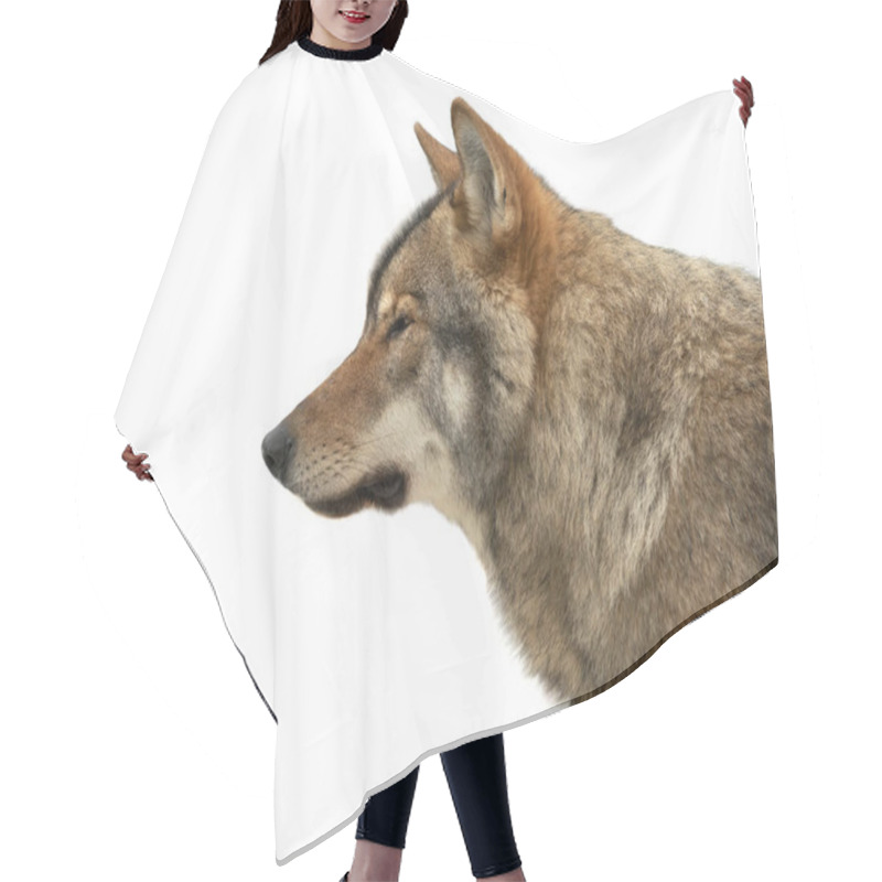 Personality  Gray Wolf Portrait Isolated On White Background Hair Cutting Cape