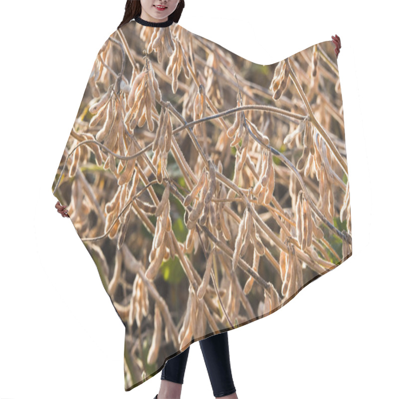 Personality  Ripe Soybean Close Up Hair Cutting Cape