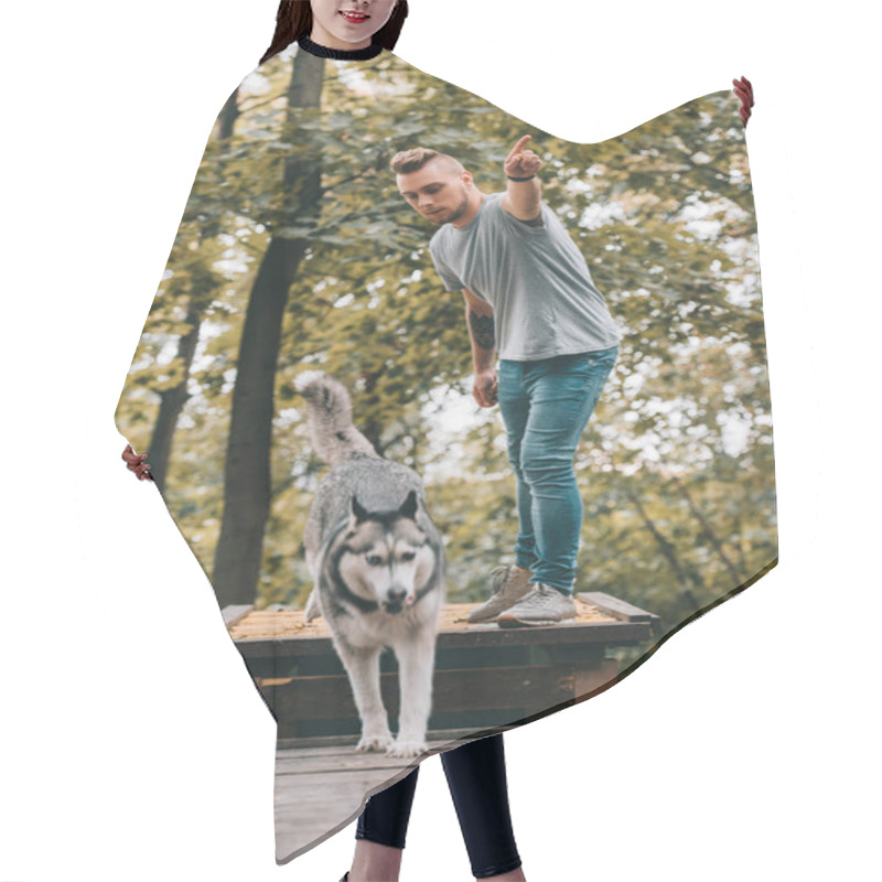 Personality  Young Cynologist With Jumping Husky On Obstacle In Park  Hair Cutting Cape