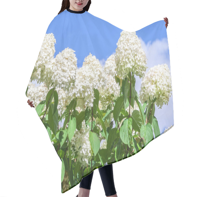 Personality  Hydrangeaceae Hydrangea Paniculata Siebel Grade Polar Bear,  High Bushes With Cone-shaped Large Clusters Of Small White Flowers Against The Blue Sky And Clouds, Sunlight Illuminates The Plant,  Hair Cutting Cape