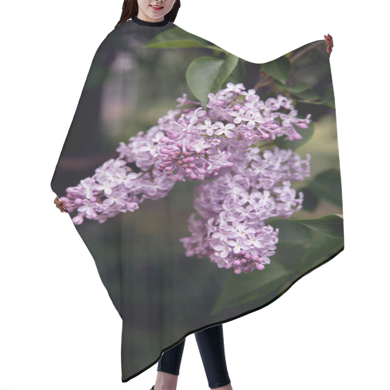 Personality  Close-up View Of Beautiful Blooming Lilac Branch With Small Violet Flowers, Selective Focus Hair Cutting Cape