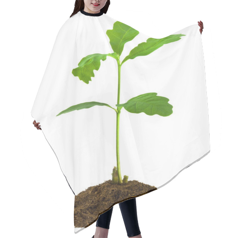 Personality  Sapling Oak Hair Cutting Cape