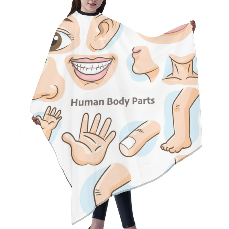 Personality  Human Body Parts, Different Parts Of The Body For Teaching. Body Details, Cartoon Flat Design - Vector Illustration. Hair Cutting Cape