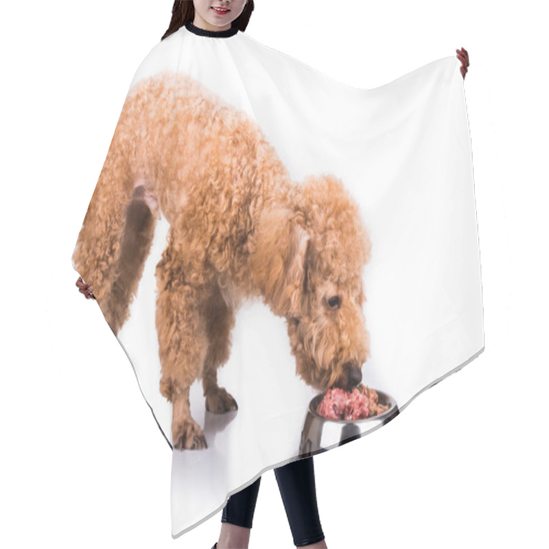 Personality  Poodle Dog Enjoying Her Nutritious And Delicious Raw Meat Meal Hair Cutting Cape