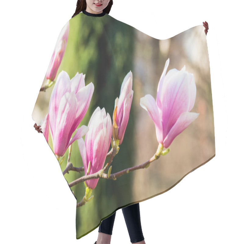 Personality  Branch Of Magnolia In Full Bloom. Decorative Plant. Nature Background In Spring. Urban Environment Hair Cutting Cape