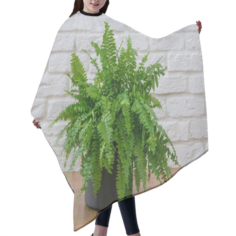 Personality  Nephrolepis Exaltata, Beautiful Potted Boston Ferns Or Green Lady Houseplant On Parquet Floor Over Brick Wall In Living Room, Home Interior. Hair Cutting Cape