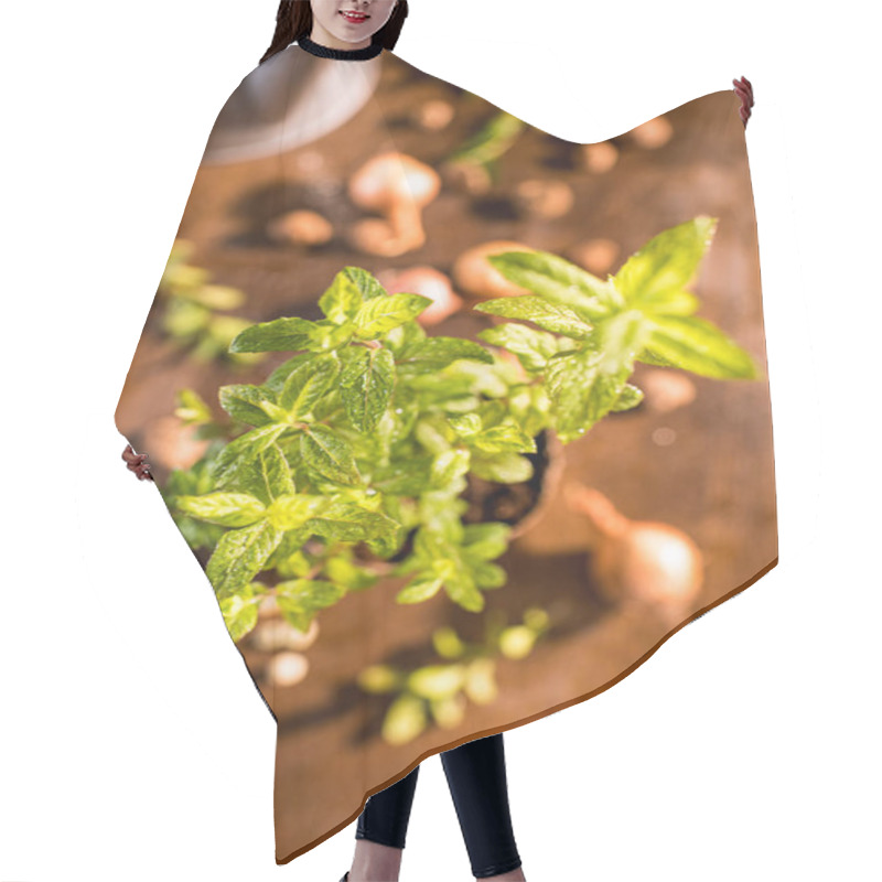 Personality  Mint Growing In A Flowerpot   Hair Cutting Cape