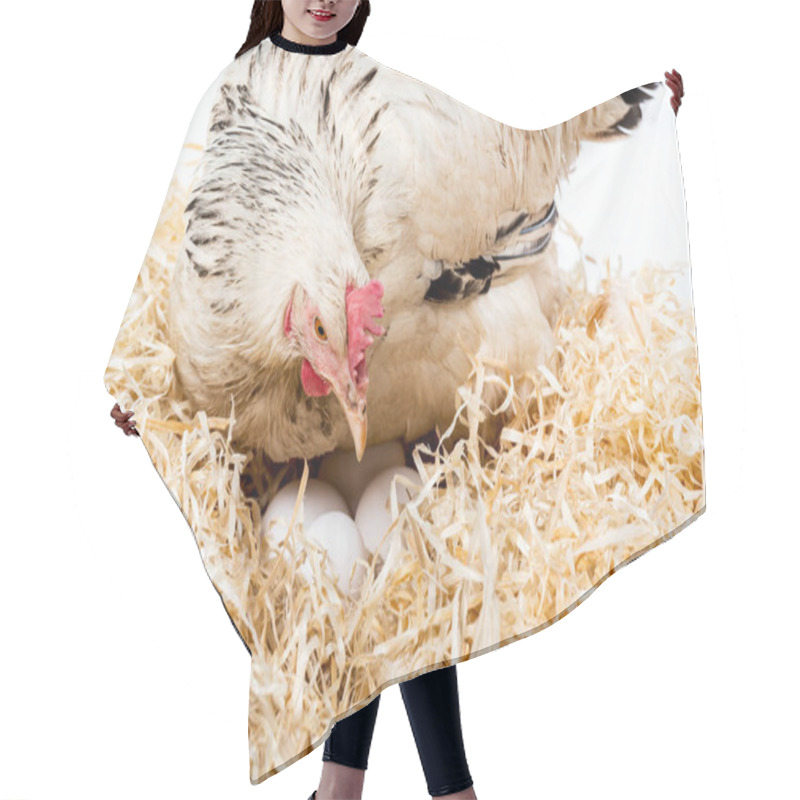 Personality  Close-up View Of White Hen Sitting On Nest With Eggs Isolated On White  Hair Cutting Cape