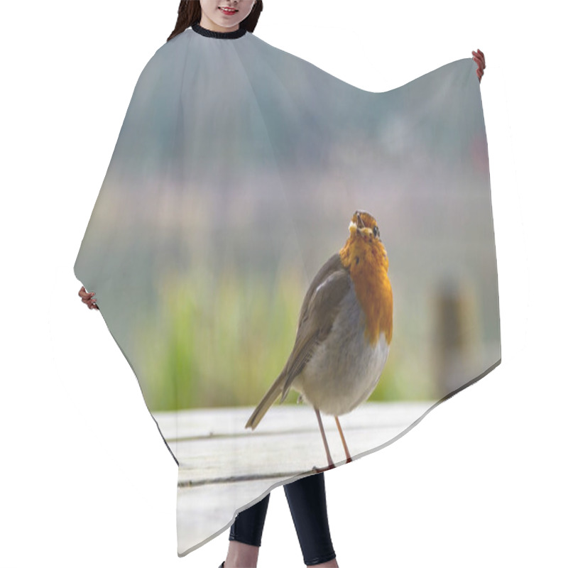 Personality  A Robin Perched On A Post. He Looks Out Across The Softly Focused Green Background. Erithacus Rubecula. Copy Space Editorial Picture. Hair Cutting Cape