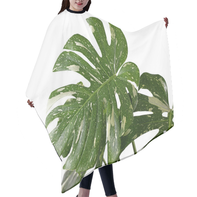 Personality  Large White Sprinkled Leaf Of Rare Variegated Tropical 'Monstera Deliciosa Thai Constellation' Houseplant With Fenestration Isolated On White Background Hair Cutting Cape