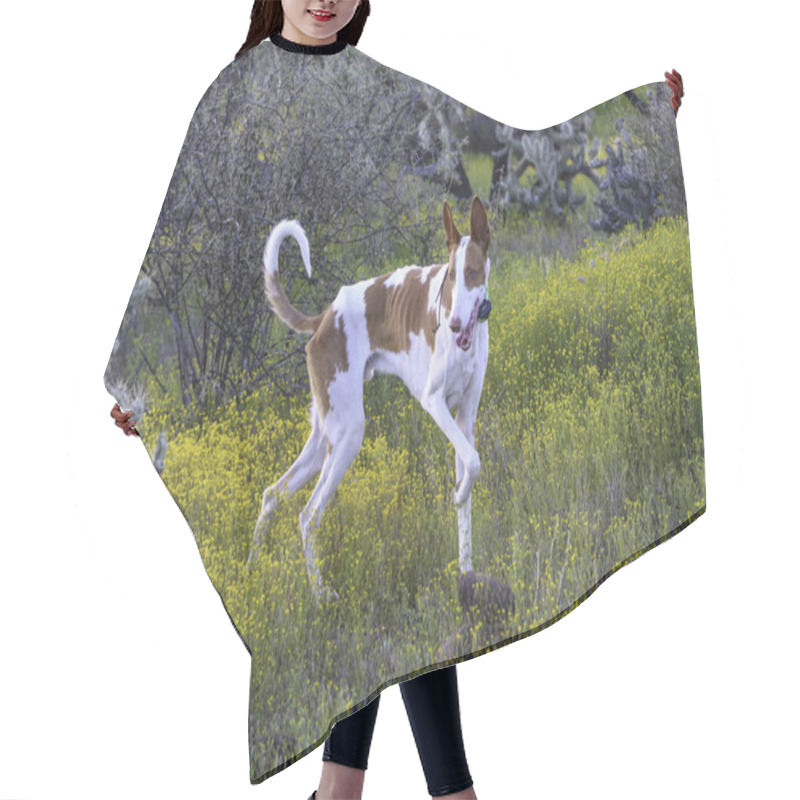 Personality  Ibizan Hound Out Hunting Rabbits In The Tall Desert Weeds Hair Cutting Cape