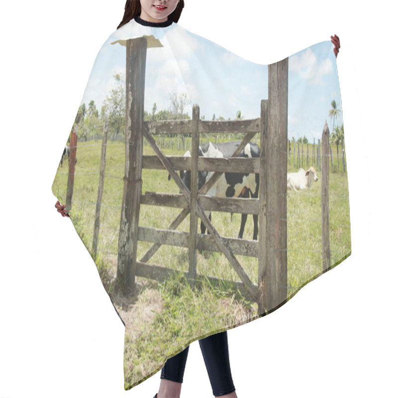 Personality  Conde, Bahia, Brazil - October 8, 2021: Gatekeeper Of A Cattle Ranch In The City Of Conde, North Coast Of Bahia. Hair Cutting Cape