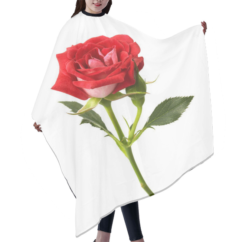 Personality  Red Rose With Leaves And Rose Buds, Blooming Rose Isolated On White Background, With Clipping Path Hair Cutting Cape