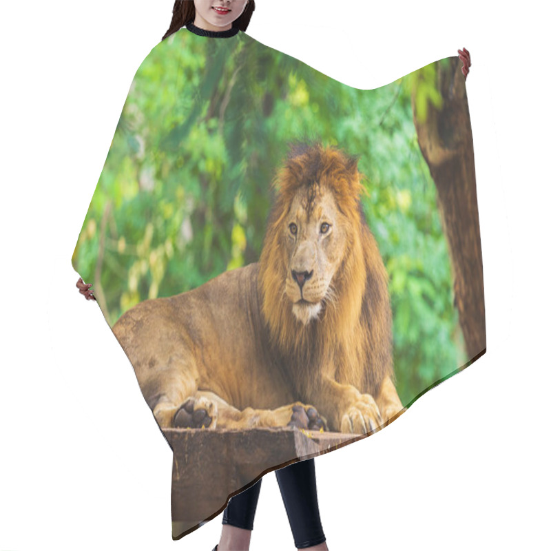 Personality  Male Lion Resting Near A Tree Hair Cutting Cape