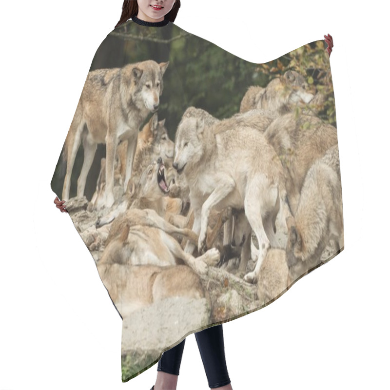 Personality  A Pack Of Wolves On A Rock Hair Cutting Cape