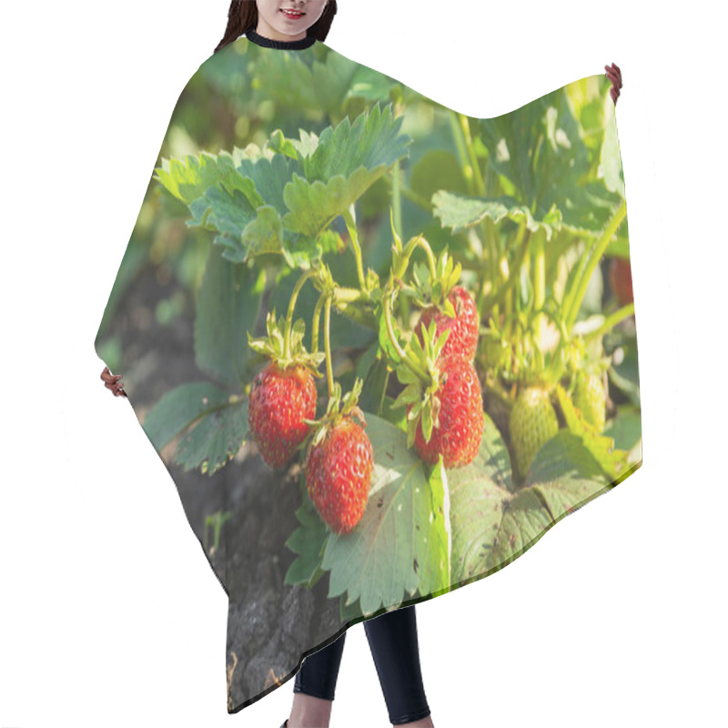 Personality  Strawberry Plant In The Garden. Strawberry Branch With Red Berries And Green Leaves In The Garden Bed. Hair Cutting Cape