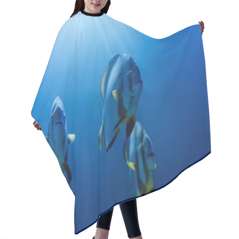 Personality  Striped Fishes Swimming Under Water In Aquarium With Blue Lighting Hair Cutting Cape