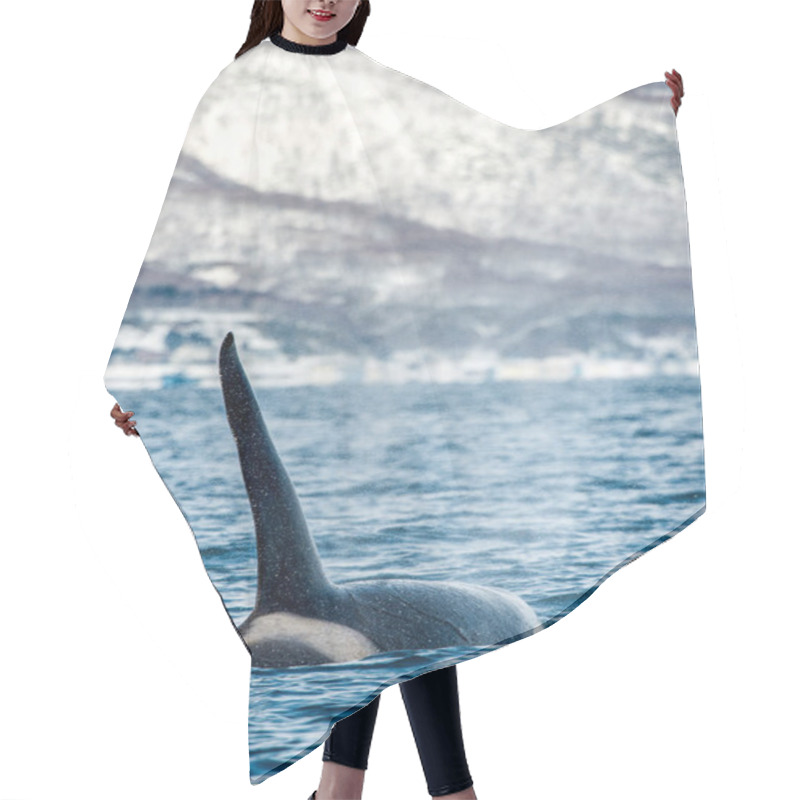 Personality  Orca Or Killer Whale, Orcinus Orca, Travelling In Sea Of Okhotsk, Snow-covered Mountains On The Background. Hair Cutting Cape