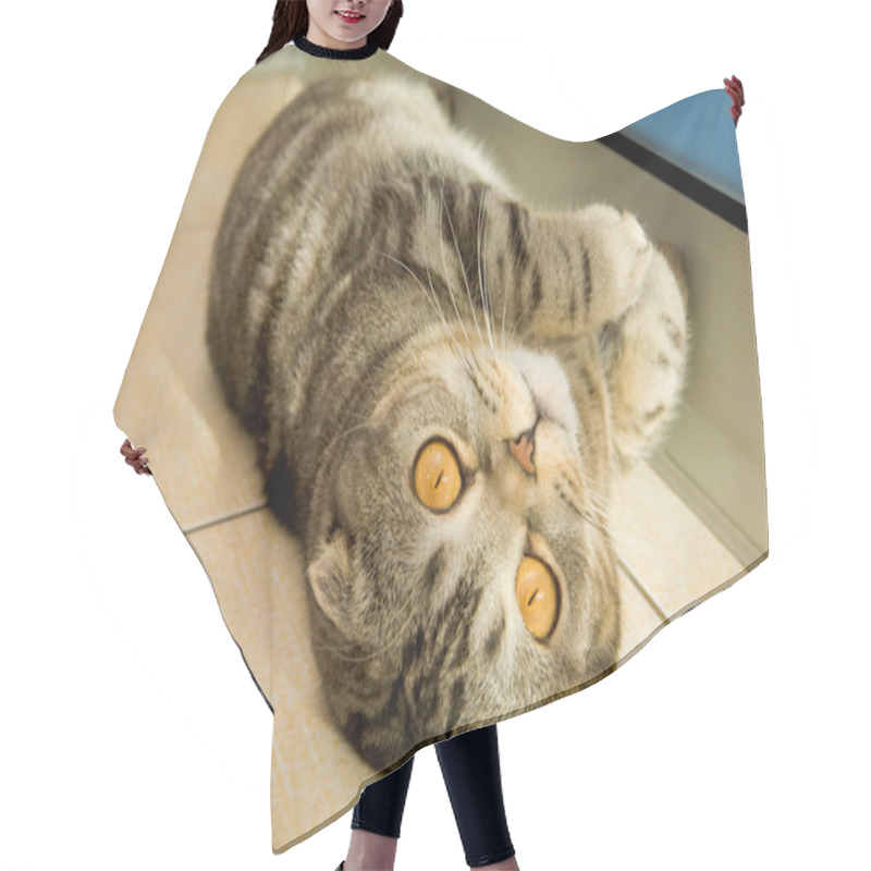 Personality  Cute Cat Hair Cutting Cape