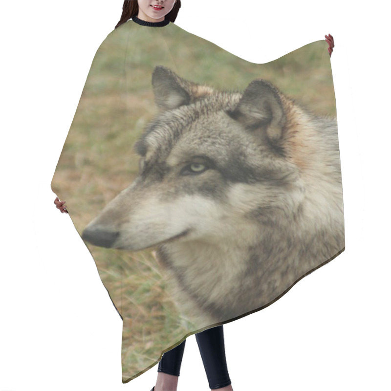 Personality  Grey Wolf, Canis Lupus Hair Cutting Cape