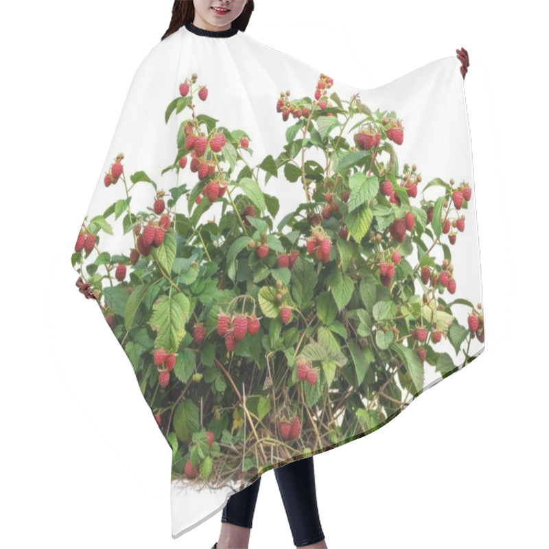 Personality  Vibrant Raspberry Bush With Clusters Of Ripe Red Berries, Surrounded By Lush Green Leaves. Hair Cutting Cape