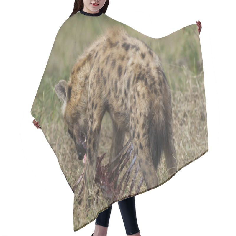 Personality  Hyena In Wild Nature Of South Africa Hair Cutting Cape