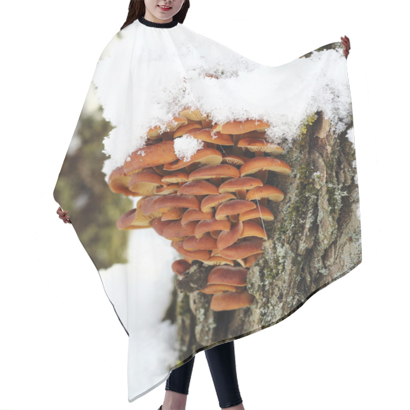 Personality  Close Up Tree Mushrooms Hair Cutting Cape