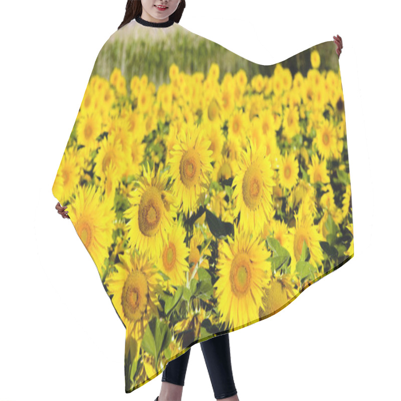 Personality  Sunflower Field, Zamora Province, Castile And Leon, Spain Hair Cutting Cape