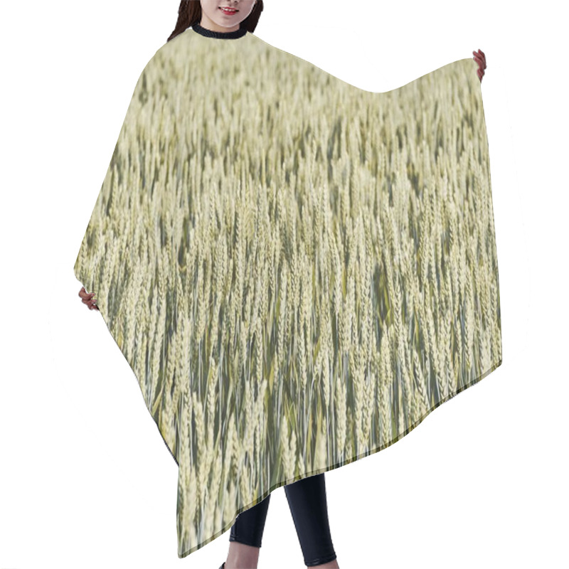 Personality  Golden Wheat Field Swaying Gently In The Breeze. Hair Cutting Cape