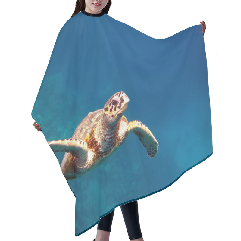 Personality  Sea Turtles. Great Reef Turtle Bissa. Hair Cutting Cape