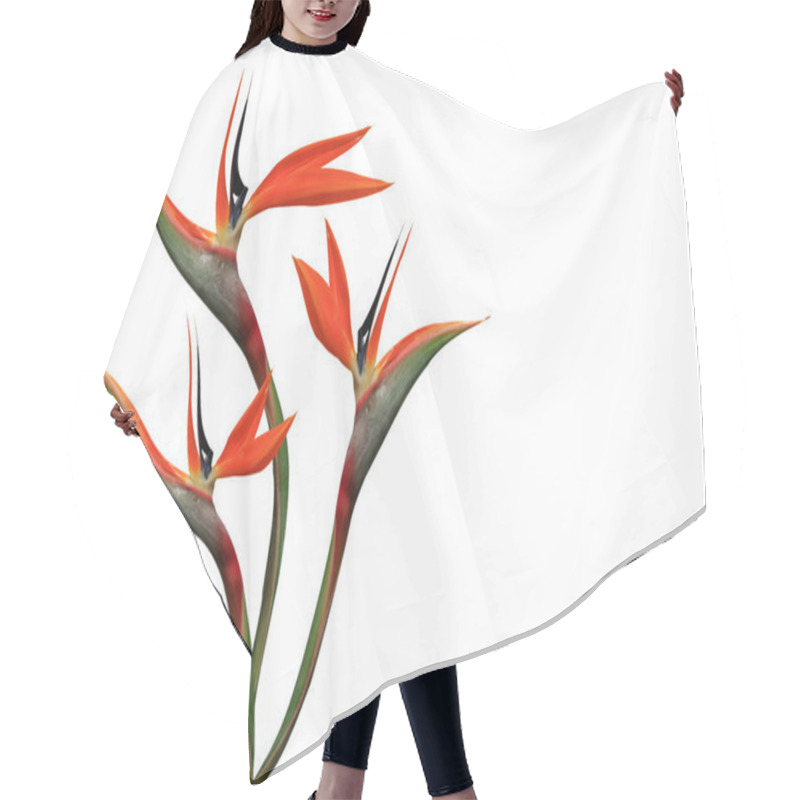 Personality  Bouquet Of Flowers Bird Of Paradise On A White Background Hair Cutting Cape