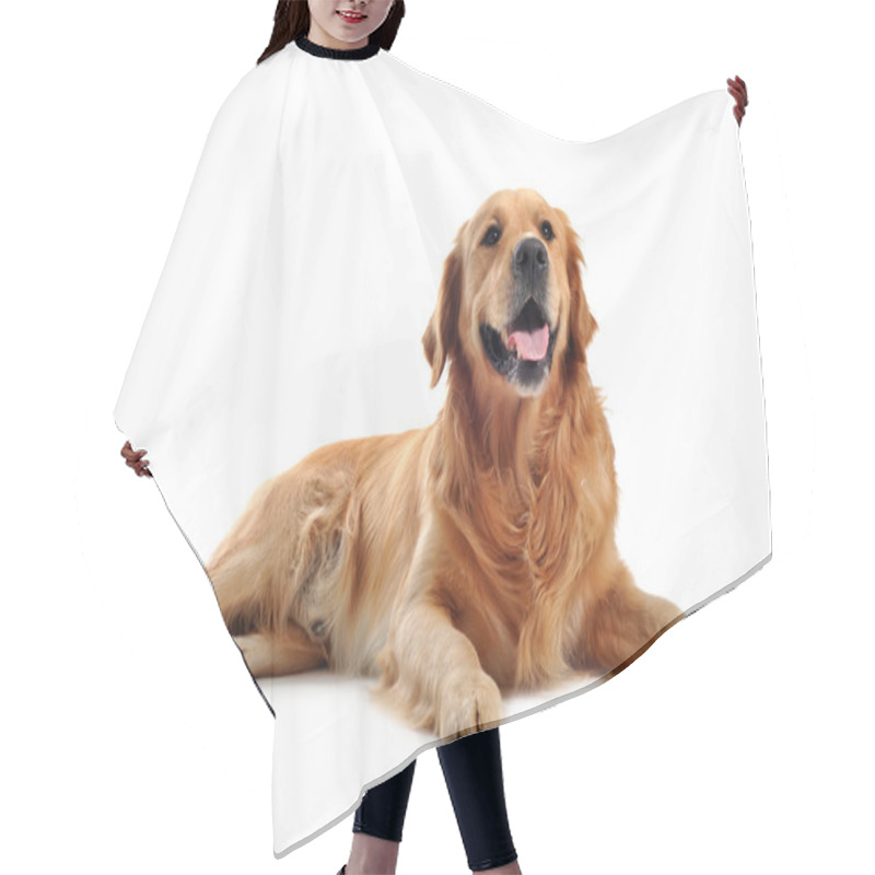 Personality  Golden Retriever Hair Cutting Cape