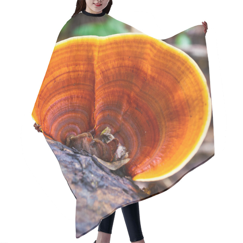 Personality  Brown Mushrooms Hair Cutting Cape