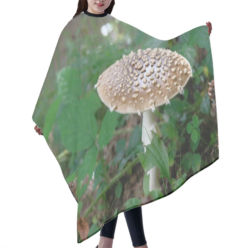 Personality  Brown Fly Agaric With White Spots. Poisonous Mushroom, Forest Floor, Small World. Hair Cutting Cape